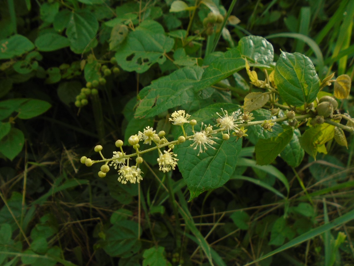 Croton caudatus Geiseler